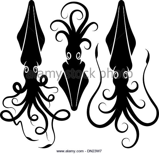 556x540 Squid Tentacles Black And White Stock Photos Amp Images