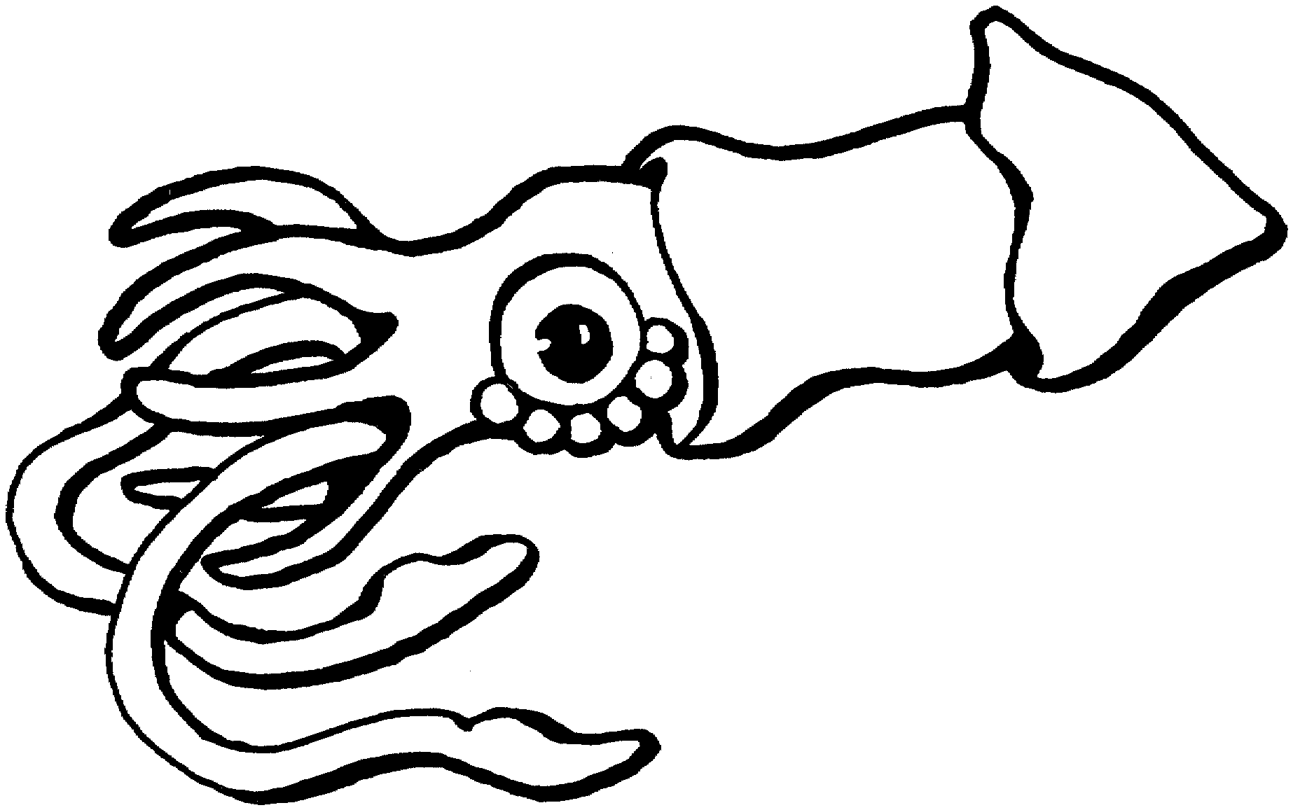 1846x1157 Squid Clipart Black And White