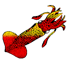 234x213 Squid Cliparts Public Domain