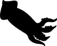 188x150 Short Squid Sticker