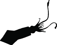 188x150 Squid Swimming Down Facing Clipart Panda