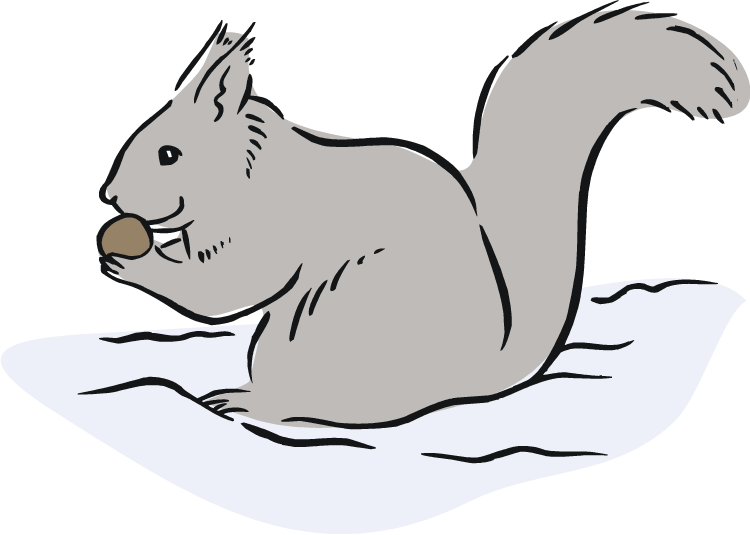 750x535 Realistic Clipart Squirrel