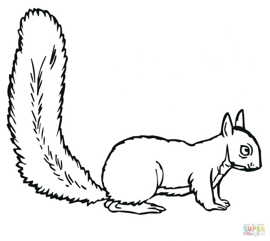 863x771 Squirrel Pictures To Print And Colour Monkey Printable Squirrel
