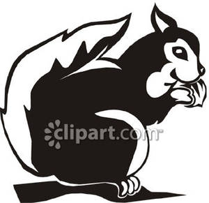 300x291 And White Squirrel Eating A Nut