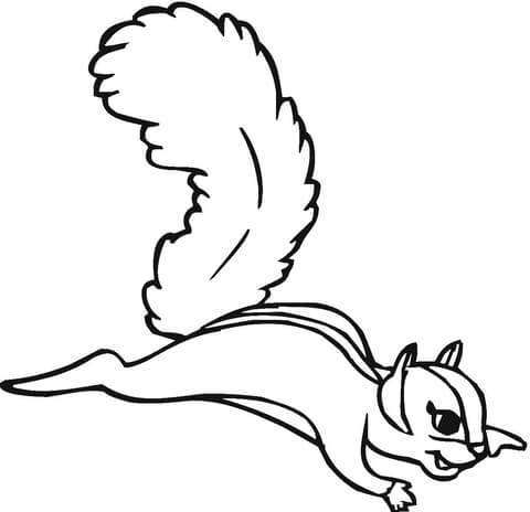 480x464 Flying Squirrel Clipart