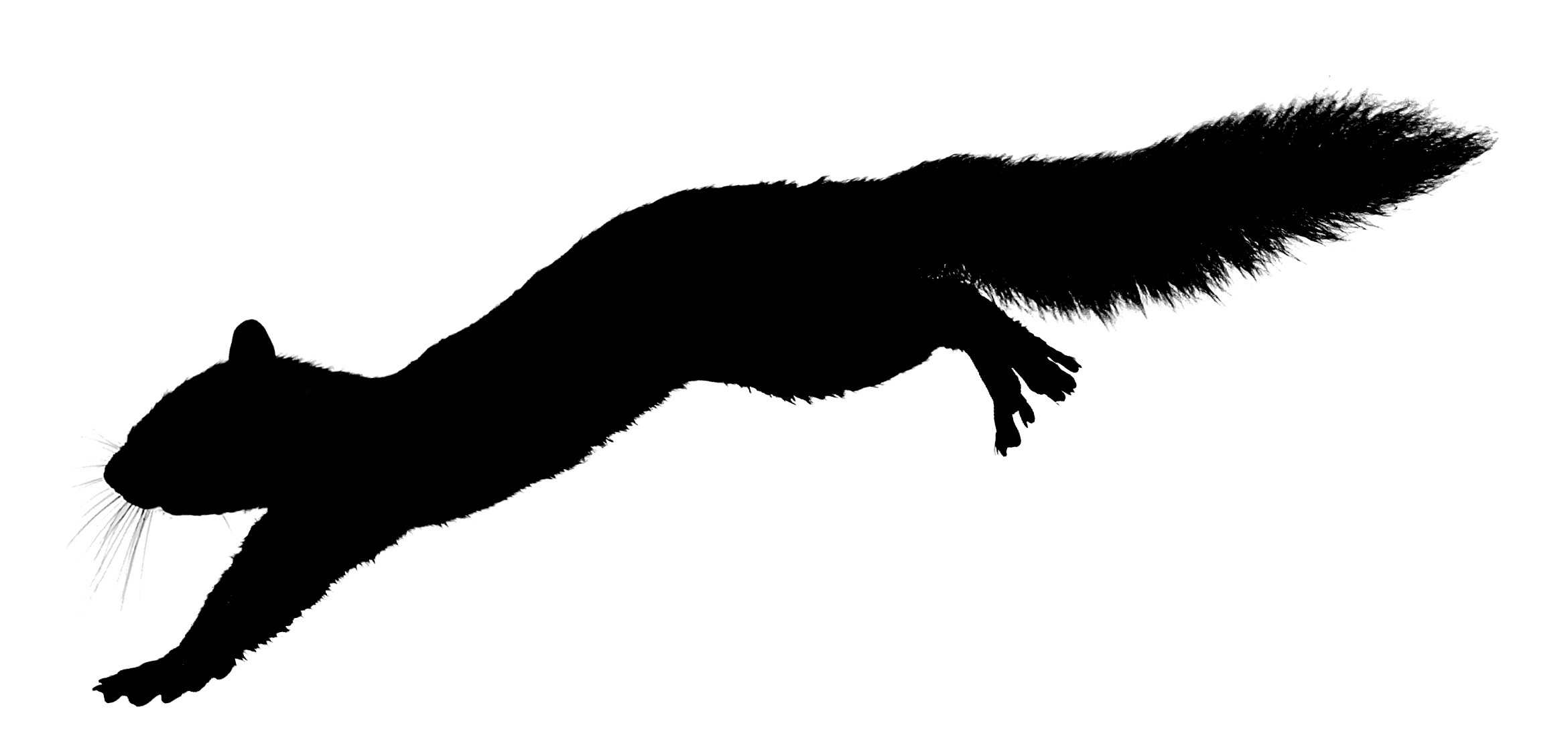 2340x1116 Flying Squirrel Clipart