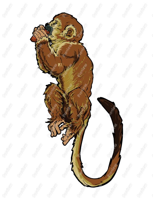 613x800 Squirrel Monkey Character Clip Art