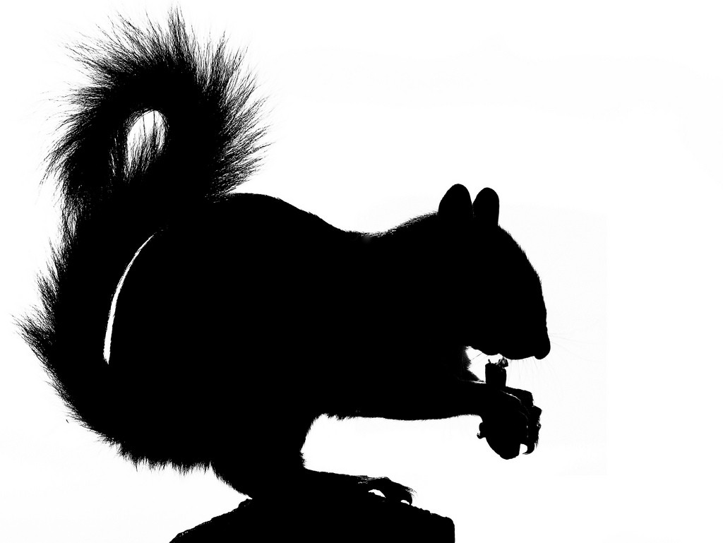 1024x769 Best Squirrel Silhouette
