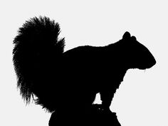 236x177 Squirrel Silhouette