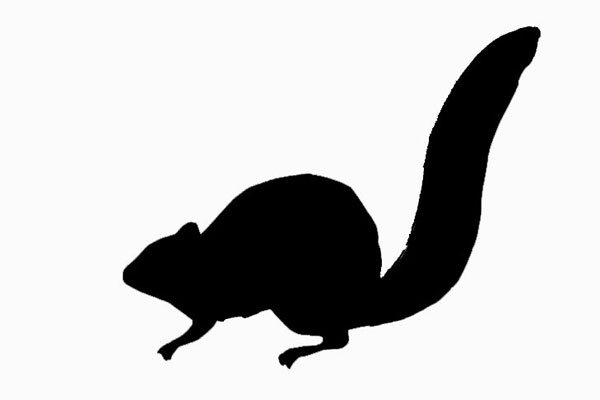 600x400 Best Squirrel Silhouette
