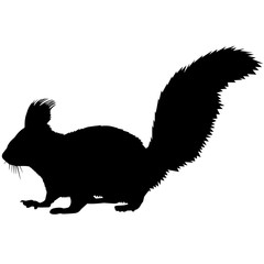 240x240 Search Photos Sibiricus