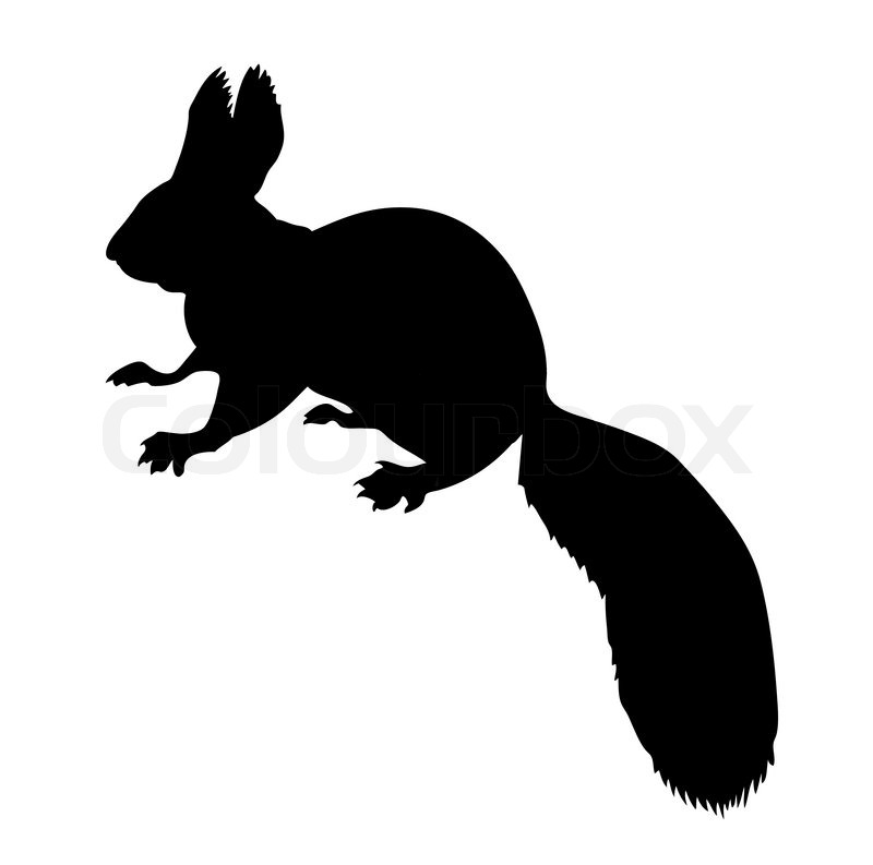 800x793 Silhouette Of The Squirrel On White Background Stock Vector