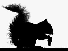 236x177 Squirrel Vector Graphics To Design Awesome Animal Vector