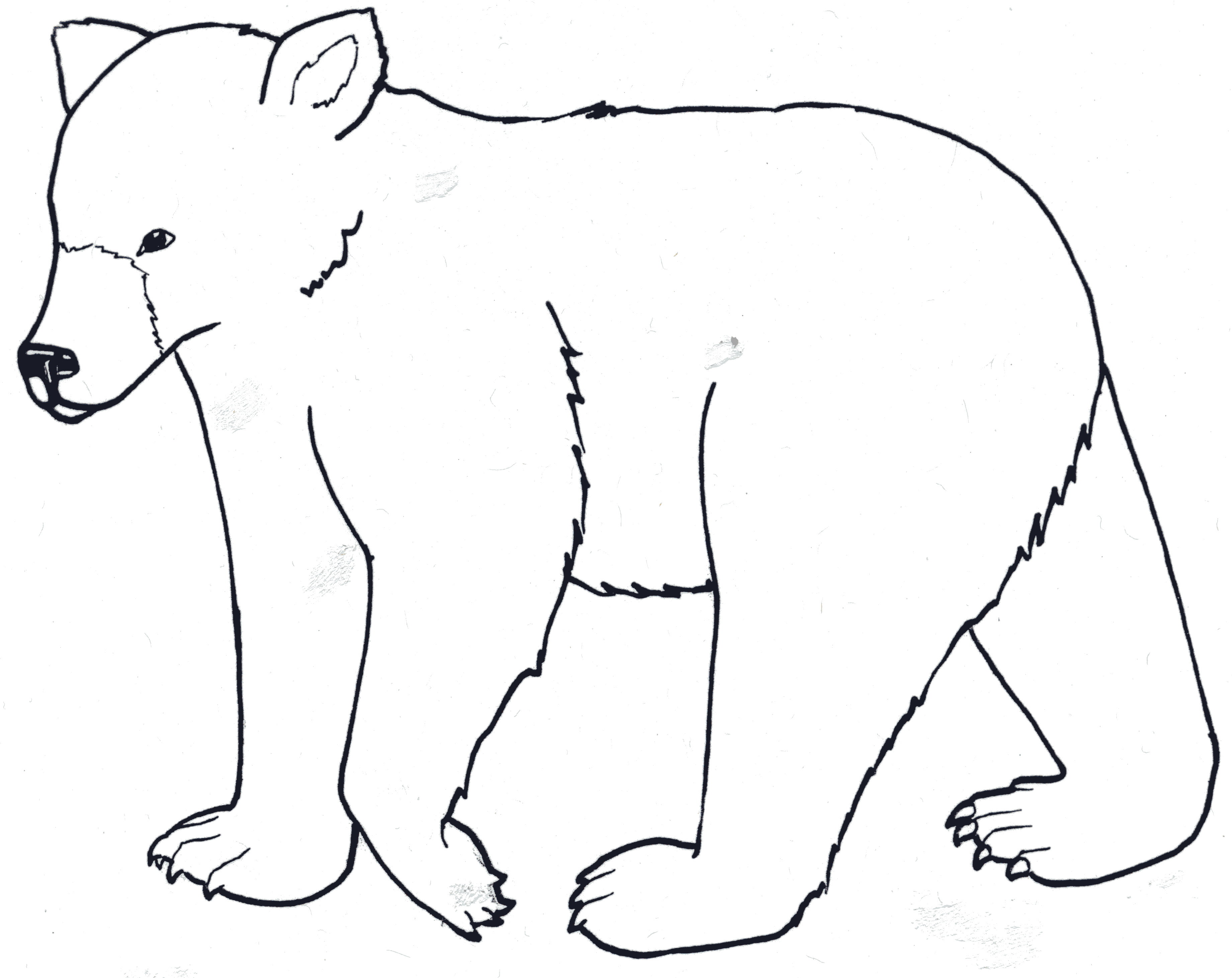 3682x2923 Best Bear Outline