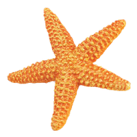 200x200 Brown Clipart Starfish