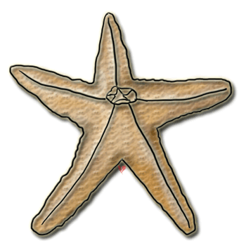 350x356 Starfish Clipart Echo