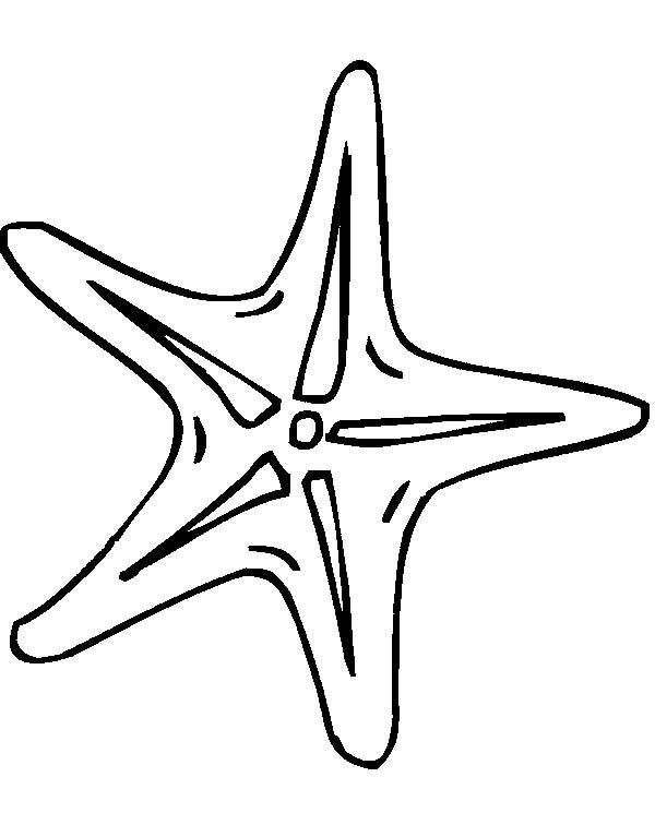 600x756 Starfish Clipart Line Drawing