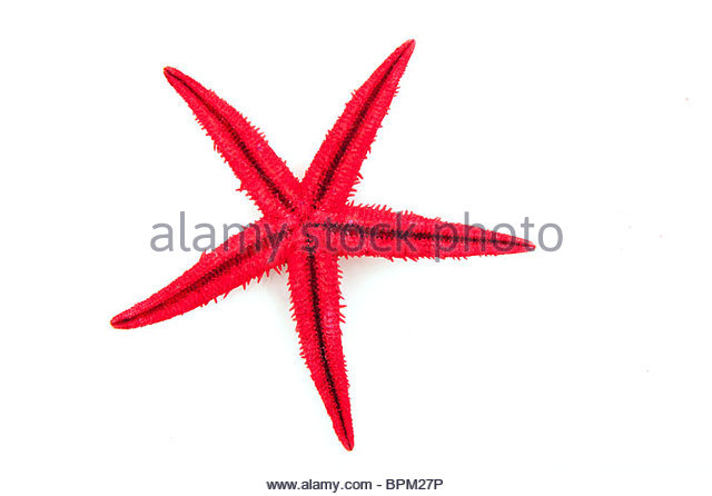 640x446 Purple Starfish Cut Out Stock Images Amp Pictures