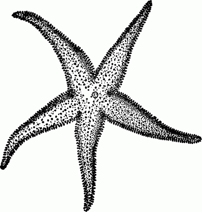 Starfish Drawing | Free download on ClipArtMag