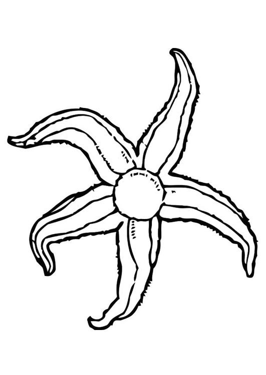 531x750 Coloring Page Starfish