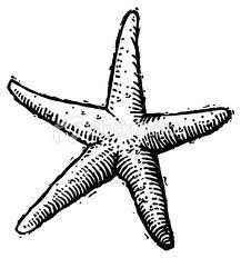 217x232 Drawn Starfish