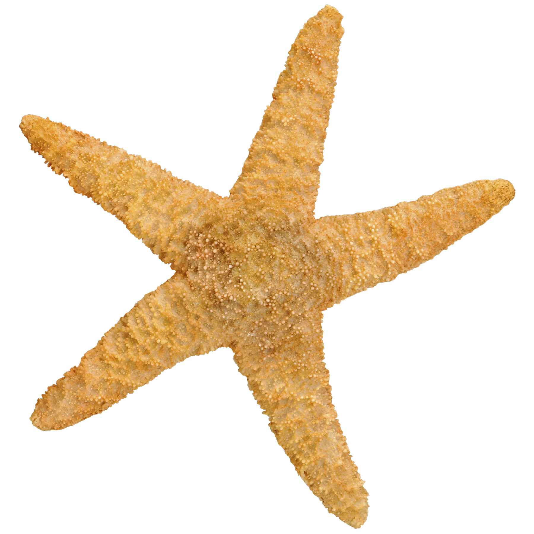 1800x1800 Find The Resin Sugar Starfish By