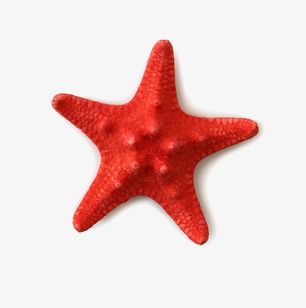 609x614 Starfish Png Images Vectors And Psd Files Free Download On Pngtree