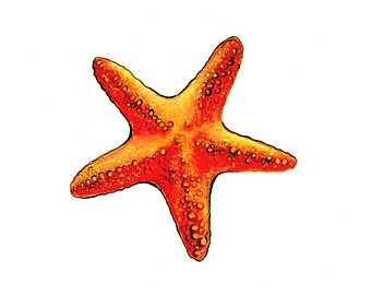340x270 Starfish Drawing Etsy