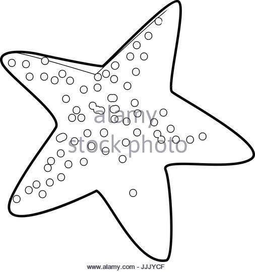 506x540 Sea Shell Drawing Black And White Stock Photos Amp Images