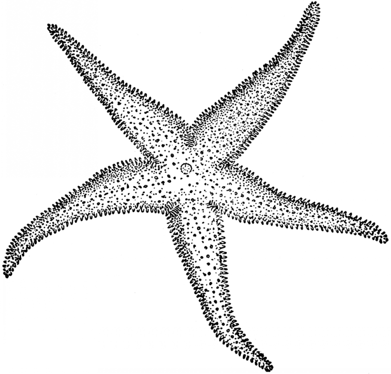 800x765 Pretty Dotwork Starfish Tattoo Design