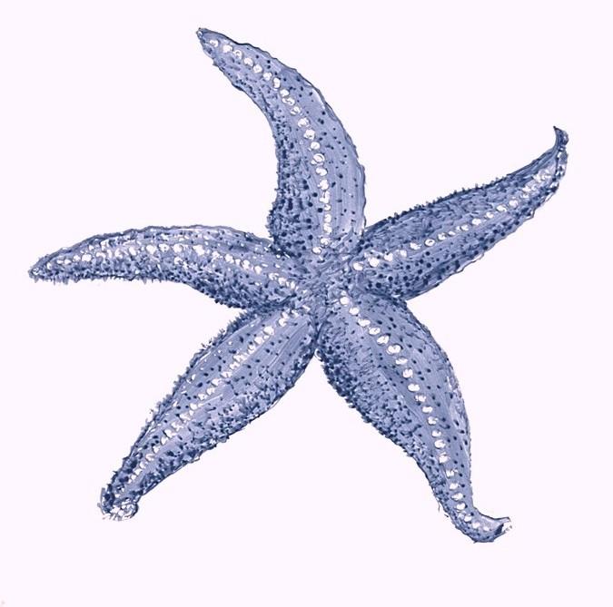 675x669 Starfish Graphics Clip Art