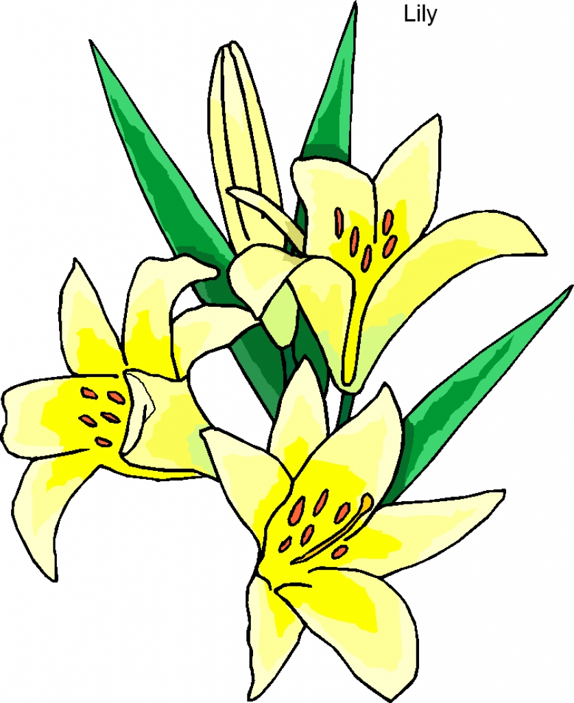 837x1024 Lily Flower Clipart