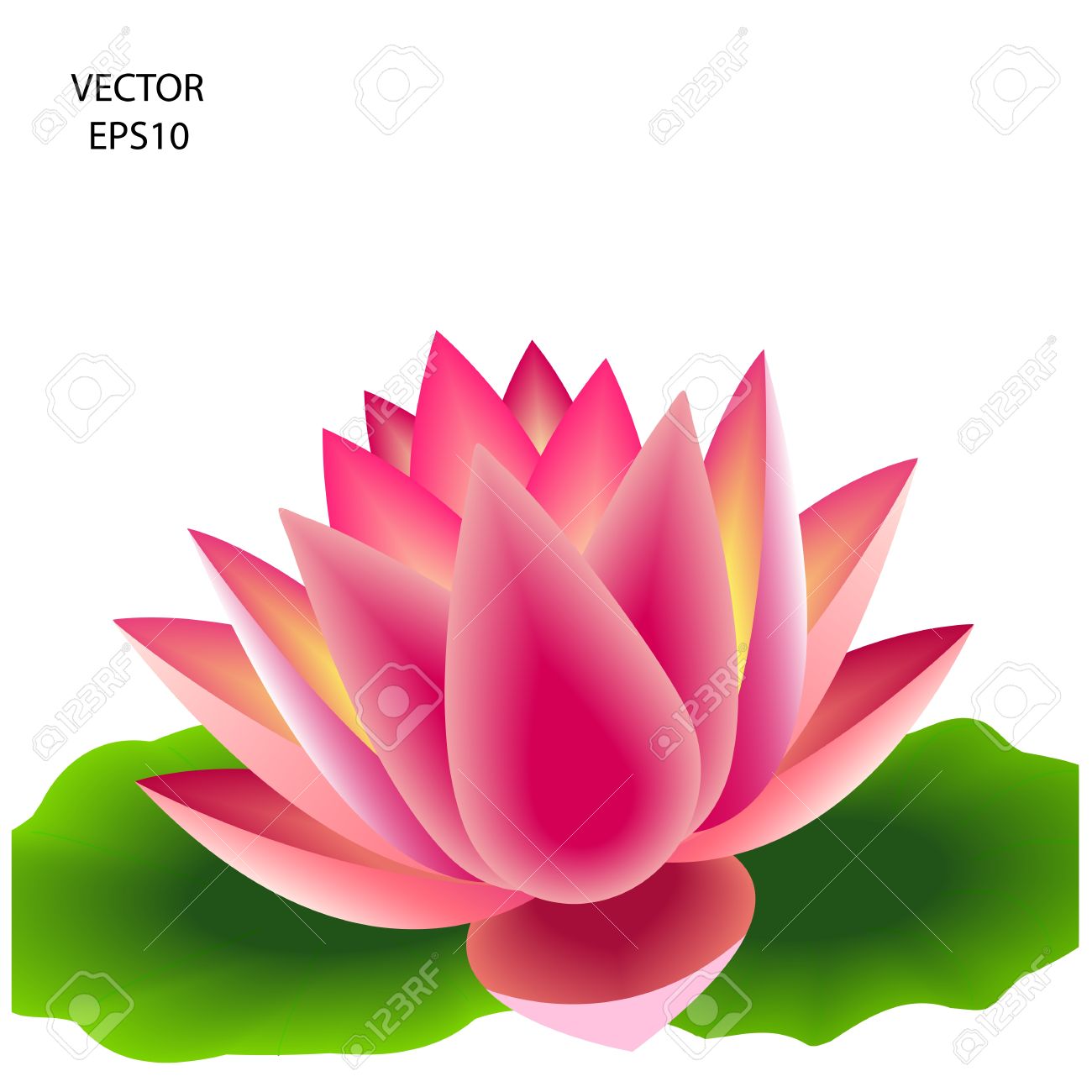1300x1300 Lily Clipart Free Water