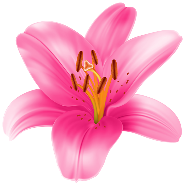 600x597 Lily Clipart Lilium
