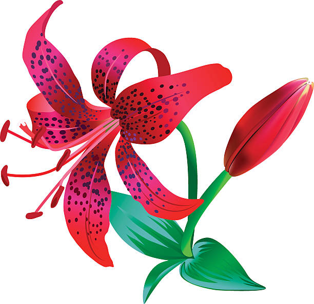 612x594 Lily Clipart Tiger Lily