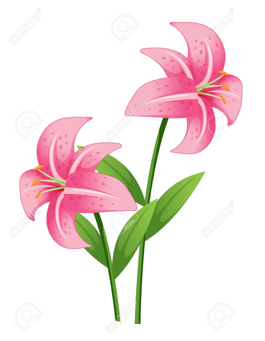 1010x1300 Orchid Clipart Illustration