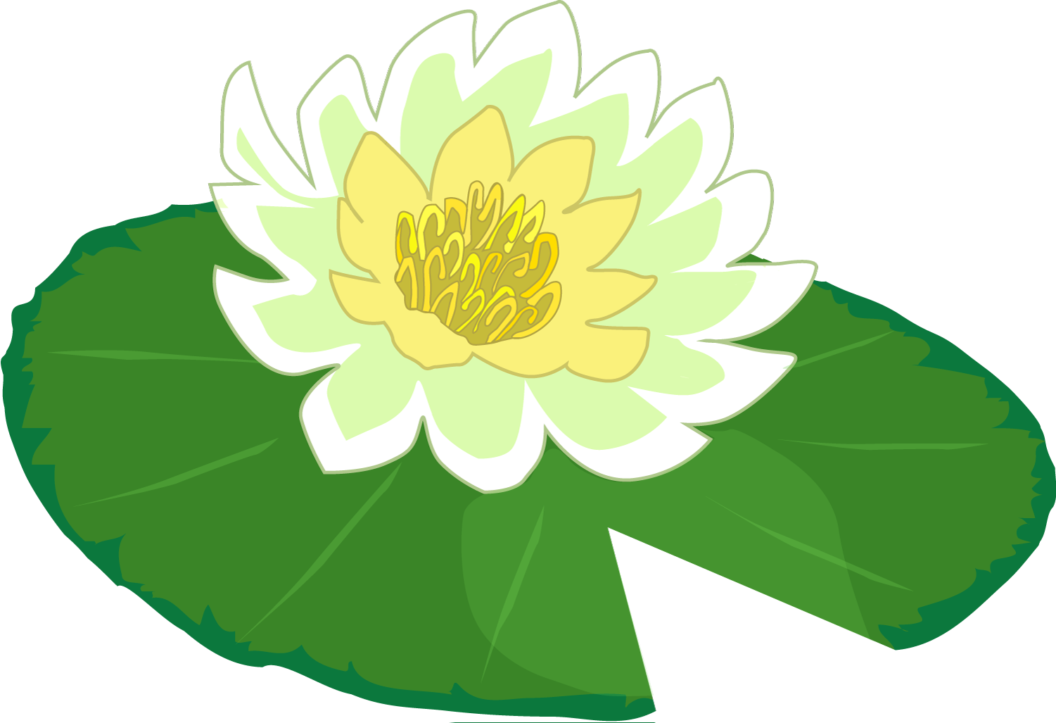 1501x1027 White Flower Water Lily Clipart