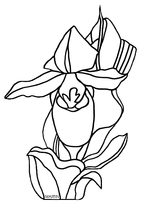 459x648 United States Clip Art By Phillip Martin, Minnesota State Flower