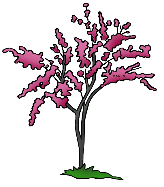 569x648 United States Clip Art By Phillip Martin, State Tree Of Oklahoma