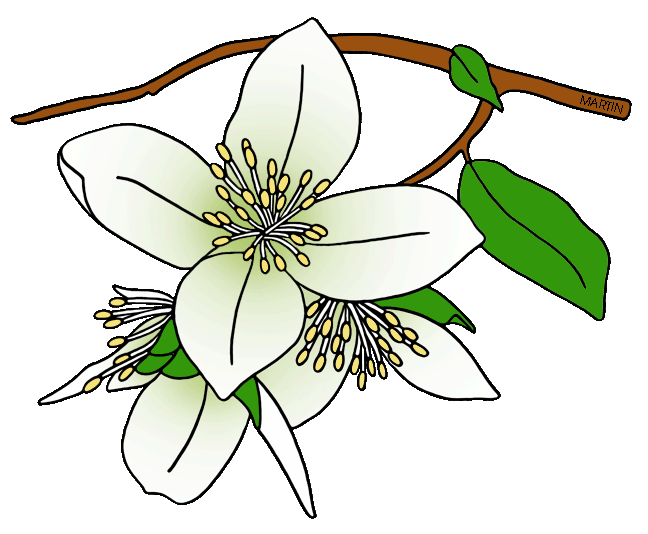 648x534 United States Clip Art By Phillip Martin, State Flower Of Idaho