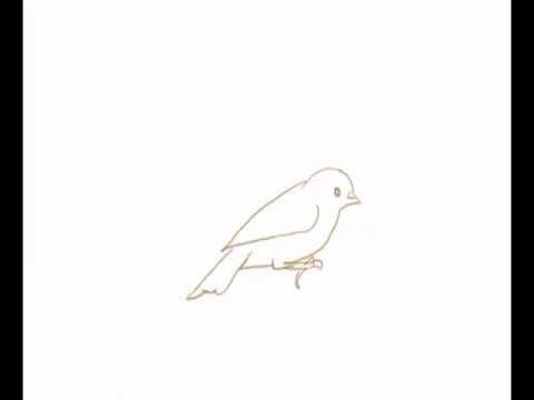 480x360 Sparrow Outline Animation