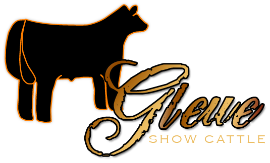 535x324 Show Cattle Clipart