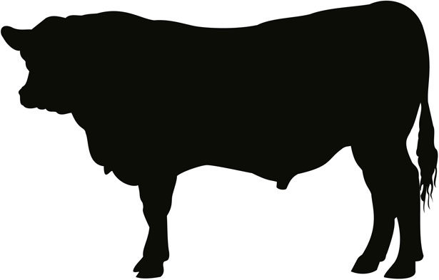 615x393 Show Steer Clip Art
