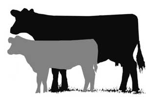 300x200 Show Steer Clip Art