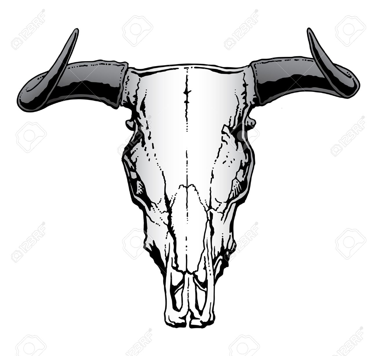 1300x1228 Western Bull Or Steer Skull Illustration Royalty Free Cliparts