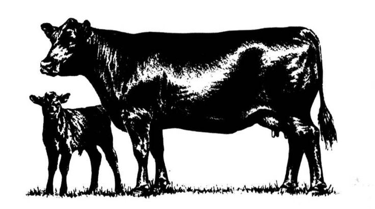736x411 Angus Bull Clipart