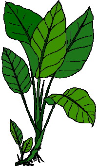 199x342 Leaf Plants Clipart