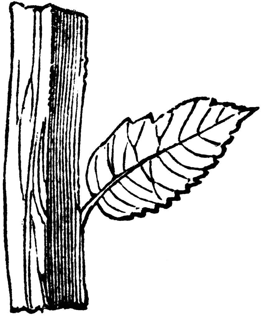 840x1024 Square Stem Clipart Etc