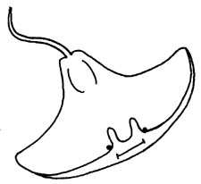225x206 Stingray Clipart Black And White