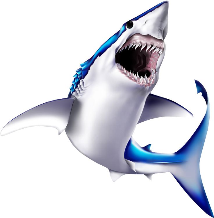 736x749 3482 Best Sharks Images Clip Art, Sharks